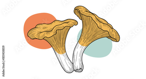 Artistic illustration of two chanterelle mushrooms, hand-drawn in a vintage style and placed over modern, abstract colorful circles.