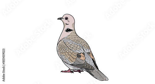 A detailed and colorful illustration of a Eurasian collared dove, hand-drawn in a realistic style, isolated on a white background.