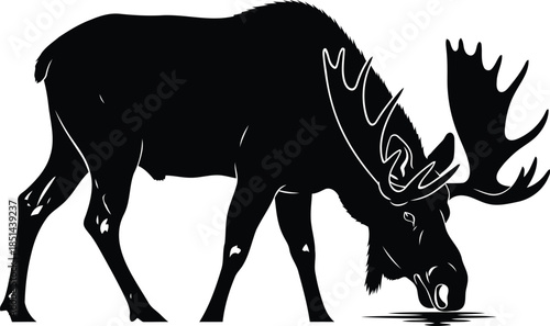 Powerful woodland moose with antlers drinking water design