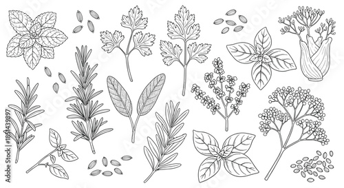 A beautiful collection of hand-drawn culinary herbs, including rosemary, basil, and parsley, illustrated in a detailed vintage engraving style.