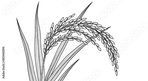 A detailed black and white illustration of a ripe rice plant stalk, hand-drawn in a classic and realistic vintage engraving style.