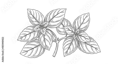 Hand-drawn black and white illustration of a fresh basil sprig in a detailed vintage engraving or woodcut sketch style.