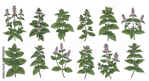 Collection of hand-drawn mint plant illustrations with leaves and flowers in a vintage botanical drawing style vector set.