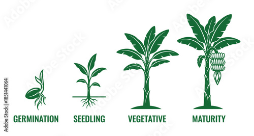 Banana plant growth stages vector illustration showing germination, seedling, vegetative, maturity diagram.