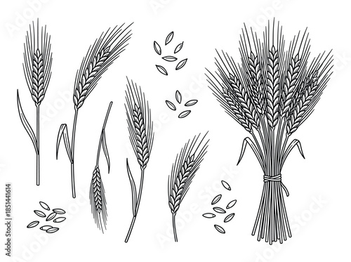 Black and white line art illustration of wheat ears, grains, and sheaf. Agriculture and harvest theme.