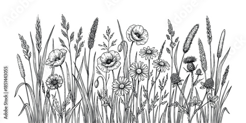 Black and white botanical drawing with wildflowers, field grass and herbs in a meadow.