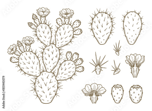 Botanical illustration of a prickly pear cactus, showing flowers and fruits stages in detail.