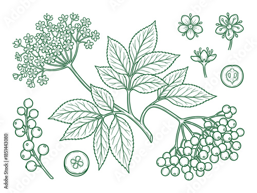 Botanical illustration of elderberry with flowers, leaves, and berries detailed line art drawing.