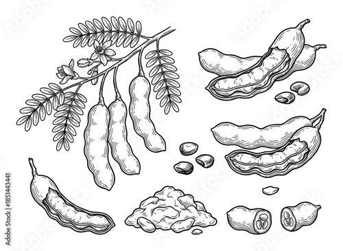Botanical illustration showcasing tamarind elements: pods, seeds, branch, and cross-sectional views.