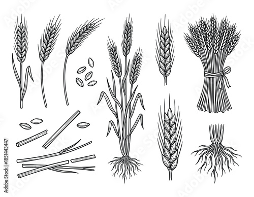 Botanical illustration with wheat stalks, grains, roots, and bundle in vintage engraving style.