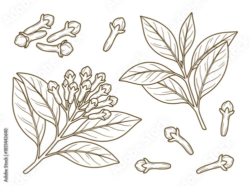 Botanical line art of clove plant with leaves, blossom and spices. Vector graphic illustration.