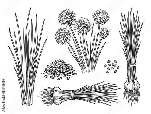 Botanical vector set showing chives, bunch, flowers, chopped chives, and seeds. Perfect for culinary projects.