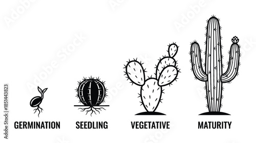 Cactus life cycle stages. Diagram illustration of germination, seedling, vegetative and maturity.
