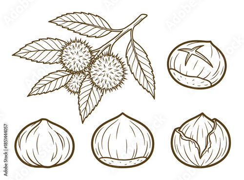Chestnuts illustration featuring seed heads, spiky husks, leaves, and nut details.