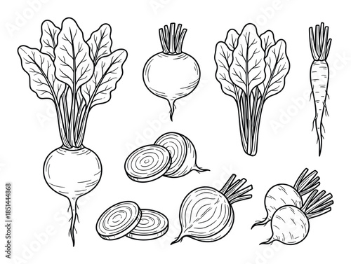 Collection of fresh beetroot, sliced beets, beet greens line art vector illustration set.