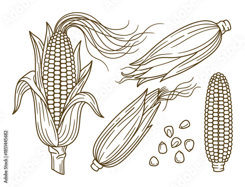 Corn cob vector illustration. Isolated corn stalks, and seed drawing for organic food projects.