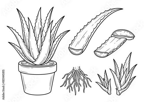 Detailed aloe vera plant drawing. Includes potted plant, leaf cuts, and root system line art.