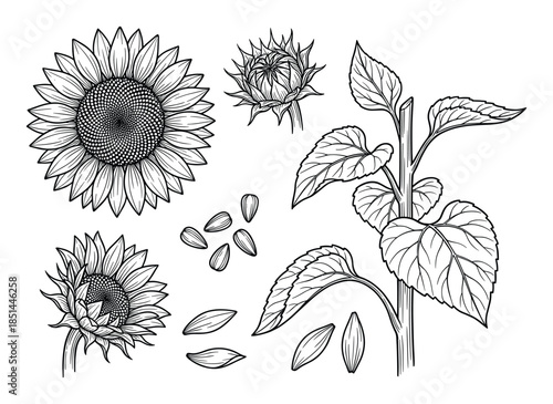 Detailed black and white vector illustration of a sunflower with plant, seeds and unopened buds.