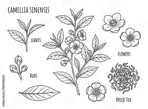 Detailed botanical drawing of Camellia sinensis plant showcasing flowers, leaves, buds, and dried tea.
