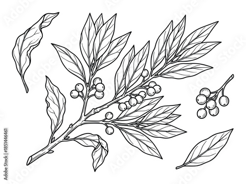 Detailed botanical illustration of a bay laurel branch featuring berries and leaves drawing.