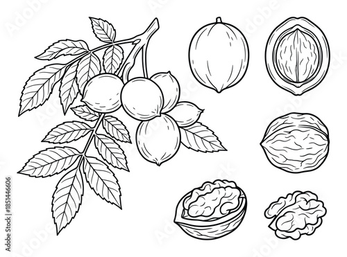 Detailed botanical illustration of walnuts. Vector drawing of nuts, leaves, and nut halves.