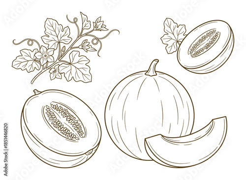 Detailed cantaloupe melon illustration with leaf and slice in outline art. Fresh fruit drawing.