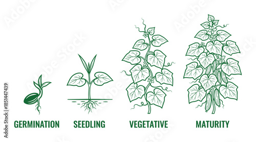 Detailed cucumber growth stages diagram: germination, seedling, vegetative, and maturity phases.