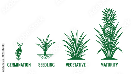 Detailed diagram showing the pineapple growth stages from germination, seedling, to vegetative and maturity.