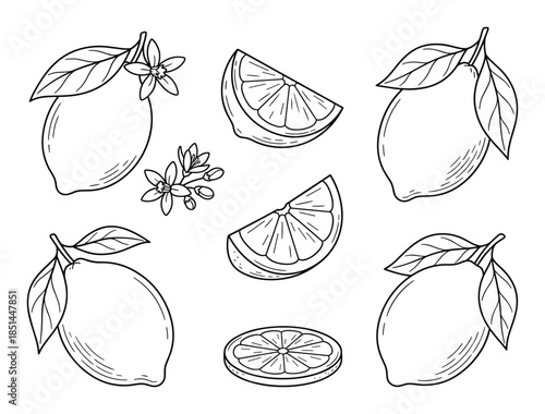 Detailed hand-drawn style illustration of lemon fruits, citrus slices, and blossom in line art.
