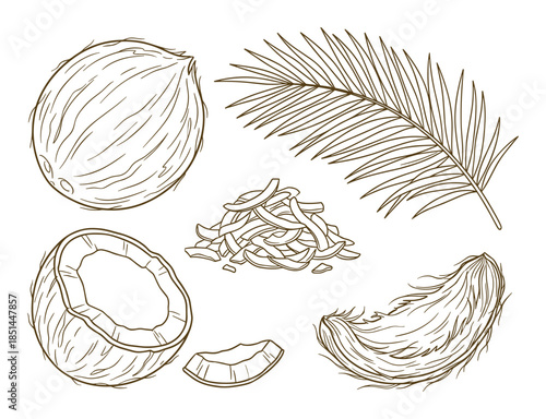 Detailed coconut parts sketch illustration showing meat, shavings, half, piece and palm frond.