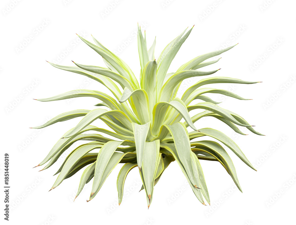 Fototapeta premium Tropical agave plant isolated on white background.This has clipping path.