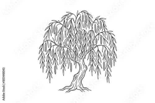 Detailed illustration of a weeping willow tree with leaves and branches. Black line art drawing.