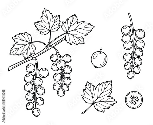 Detailed illustration of black currant branches, berry bunches, leaf, and fruit cross-section.