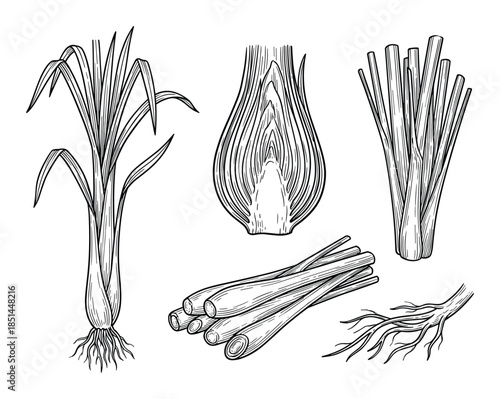 Detailed lemongrass plant line art illustration, with various cuts and stem sections in black and white.