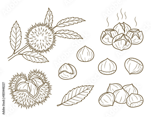 Detailed line art drawing featuring chestnuts, spiky burrs, leaf and roasted chestnuts pile illustration.