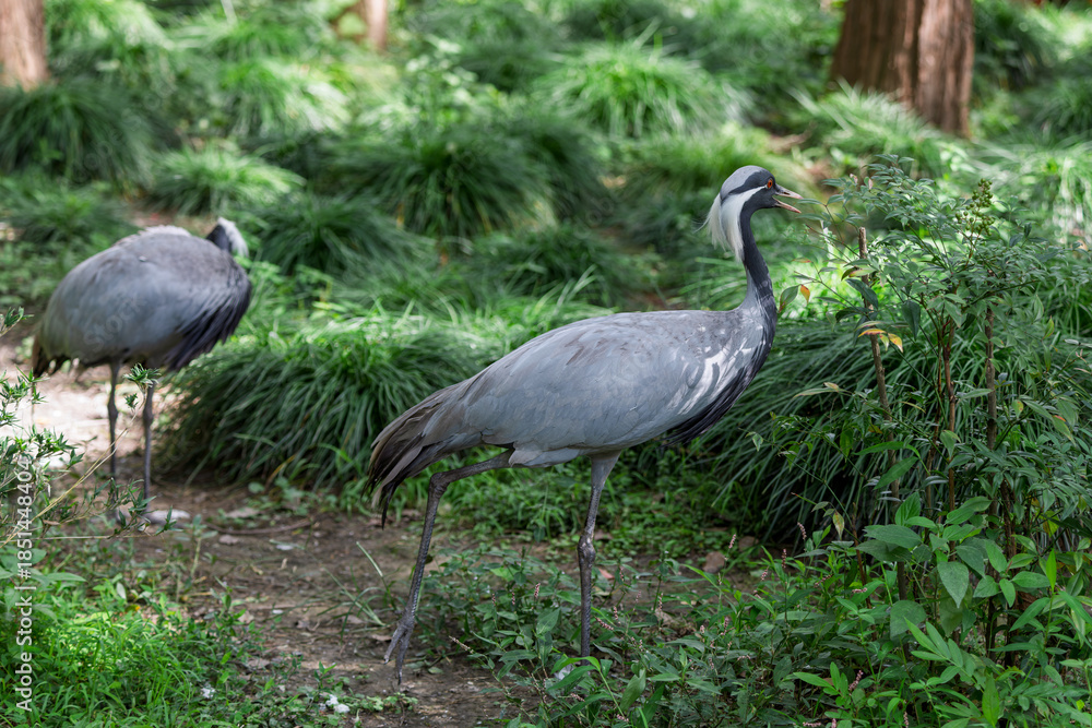 Fototapeta premium Chinese national key protected wild animal the demoiselle crane
