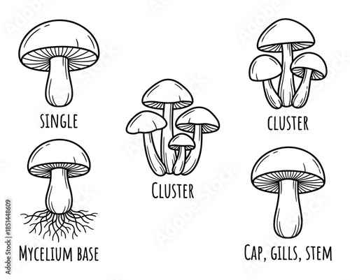 Detailed line art illustration of different types of mushrooms including single, cluster, mycelium base.