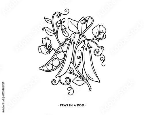 Detailed line art illustration of fresh peas in a pod with foliage and flowers, isolated design.