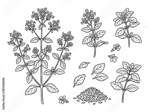 Detailed line art illustration of oregano plant, with leaves, flowers and dried herb. Vector style.