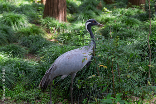 Tableau sur toile Chinese national key protected wild animal the demoiselle crane