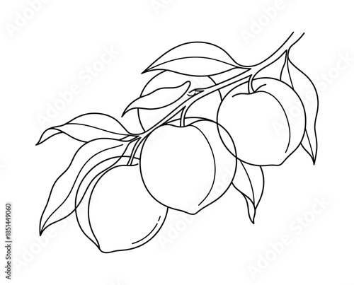 Detailed line art of three peaches with leaves on a branch. Fresh, organic fruit illustration.