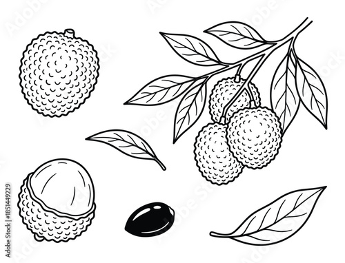 Detailed lychee fruit drawing featuring a branch, seed, peeled fruit, and whole lychee outline.