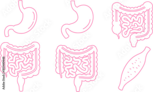 Set of guts vector icons. Linear intestines or bowel. Human organ. Vector 10 Eps.
