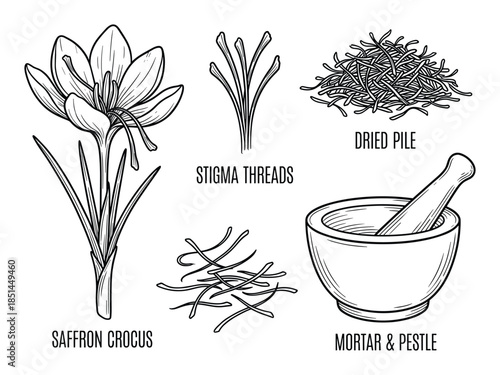Detailed saffron crocus with stigma threads, dried pile, and mortar and pestle drawing illustration.