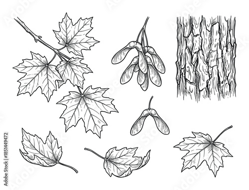 Detailed sketch of maple tree elements. Including leaves, seeds, branch, and bark illustration.