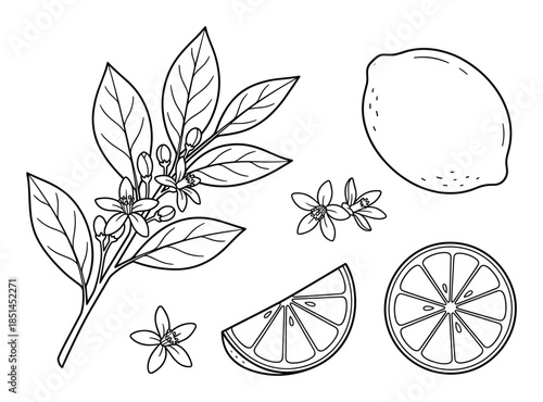 Fresh lemon fruit and lemon blossom vector illustration. Detailed citrus vector design element.