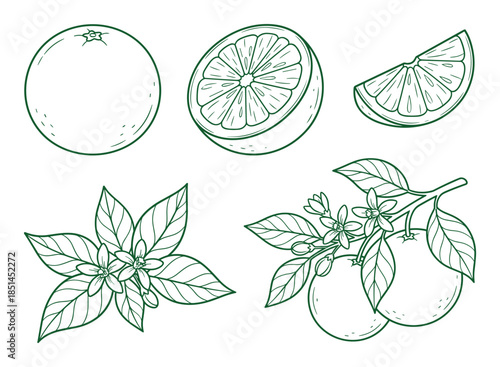 Fresh orange fruit line art illustration. Half, whole, slice, blossoms and leaves drawing.