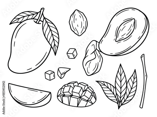 Hand drawn line art of fresh and juicy mango fruit with slices and green leaves on white