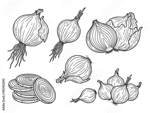 Hand drawn onion set. Monochrome vector illustration with sliced and whole onions.