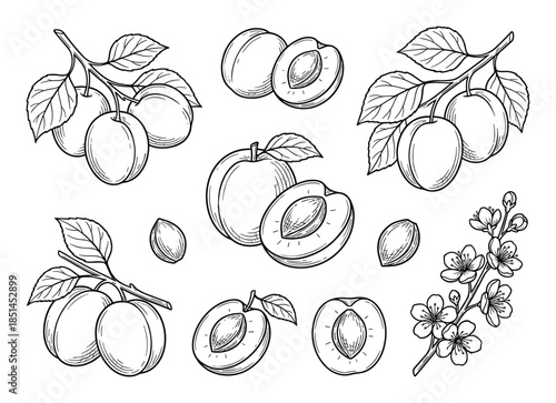 Hand drawn plums with leaves and blossoms sketches in vector illustration isolated on white background.